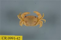 藏品(平背蜞)的圖片